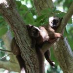 Mayotte