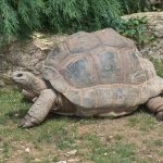 Tortue géante d'Aldabra